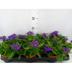 Verbena  'Rapunzel Violet'
