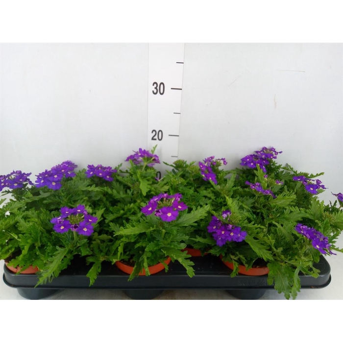 <h4>Verbena  'Rapunzel Violet'</h4>
