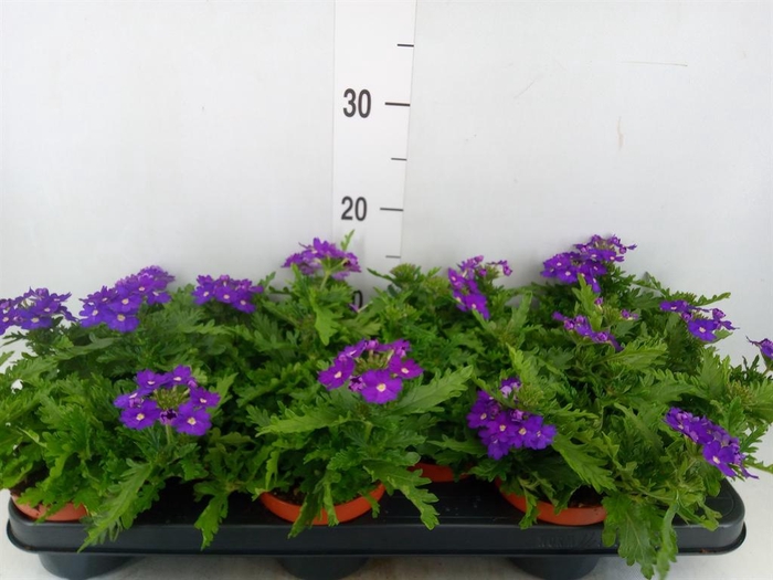 Verbena  'Rapunzel Violet'