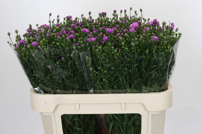 <h4>Aster Casarosa</h4>