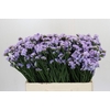 Limonium sinuatum Donau Birds