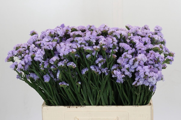 <h4>Limonium Donau Birds</h4>