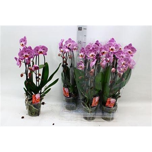 Phal El Cascade 2 Branches 16+