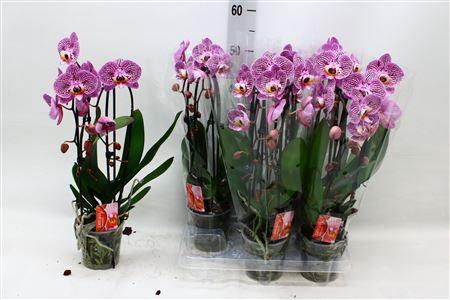 <h4>Phal El Cascade 2 Branches 16+</h4>