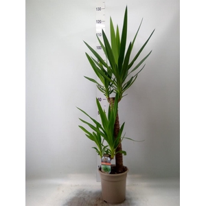 Yucca ...