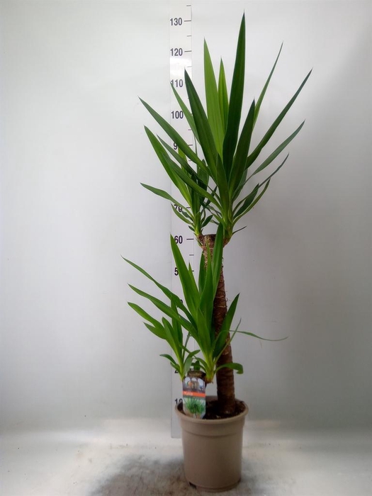 <h4>Yucca ...</h4>