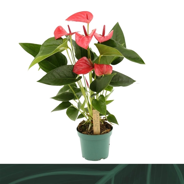 <h4>Anthurium (Andreanum Grp) Melito</h4>