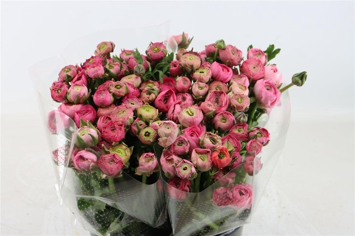 <h4>Ran Amandine Pink</h4>