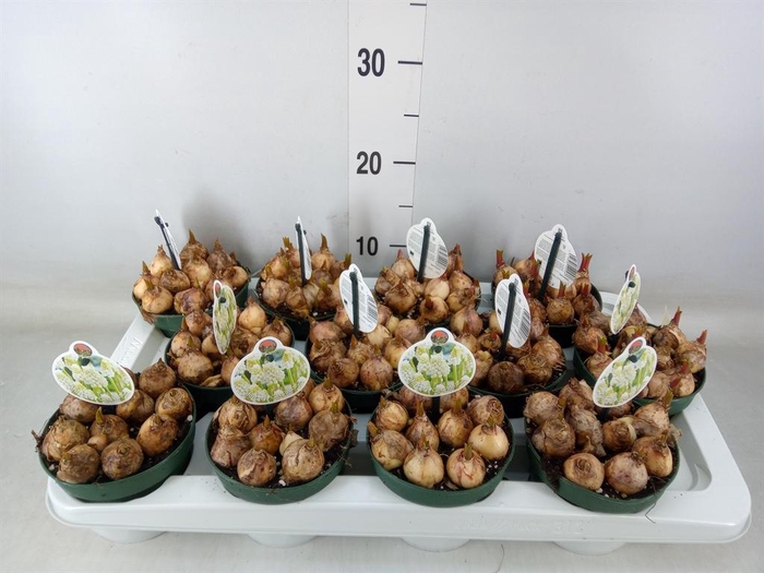 <h4>Muscari ...</h4>