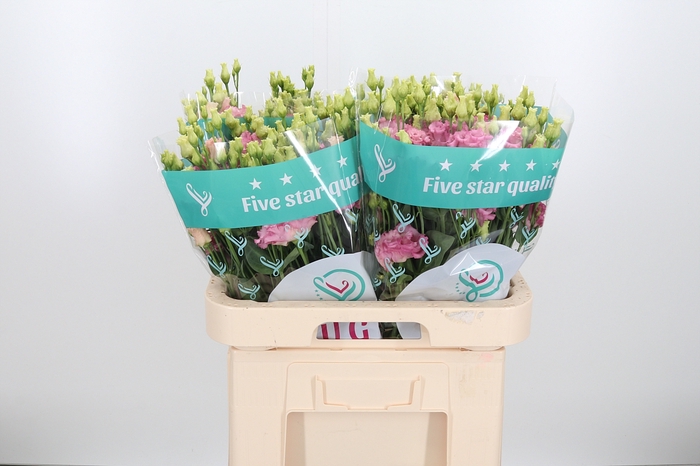 <h4>Eus G Alissa Pink</h4>