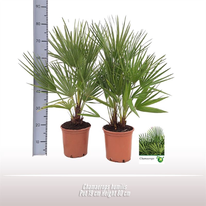 <h4>Chamaerops humilis</h4>