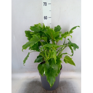 Philodendron bipinn. 'Little Hope'