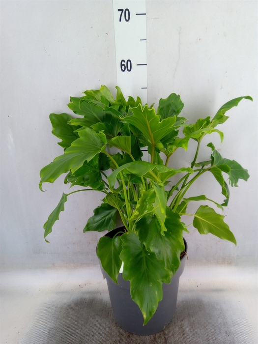 <h4>Philodendron bipinn. 'Little Hope'</h4>
