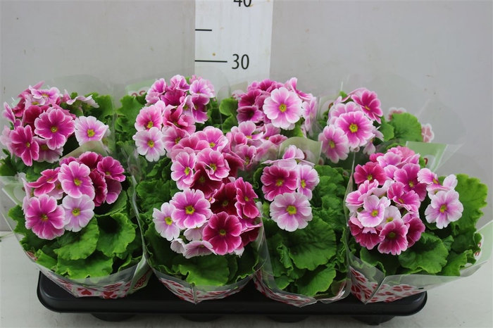 <h4>Primula Ob Tm Red White</h4>