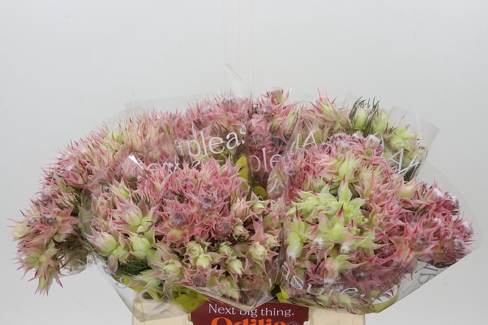 <h4>Blushing Bride Ayoba Morning Star</h4>