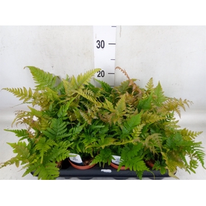 Dryopteris erythrosora