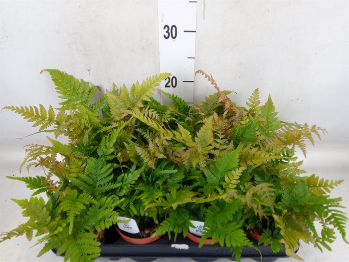 <h4>Dryopteris erythrosora</h4>
