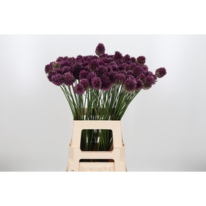 Allium Sphaerocephal (kogel)