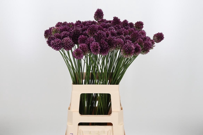 <h4>Allium Sphaerocephal (kogel)</h4>