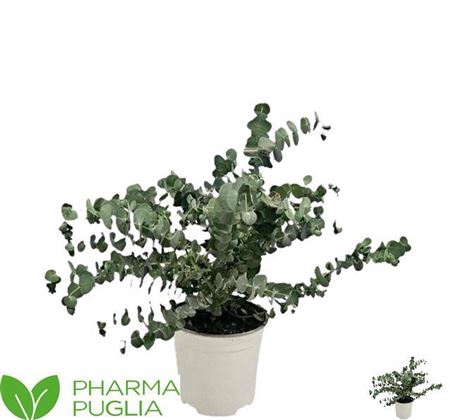 <h4>Eucalyptus gunnii</h4>
