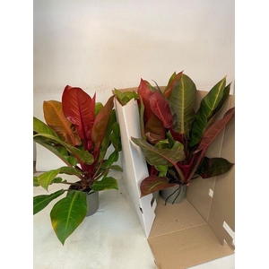 Philodendron Prince of Orange 17Ø 60cm
