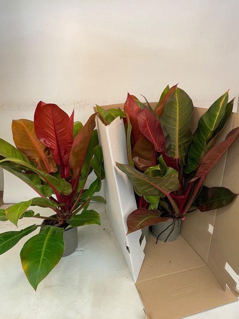 Philodendron Prince of Orange 17Ø 60cm