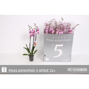 PHAL OV ROZE