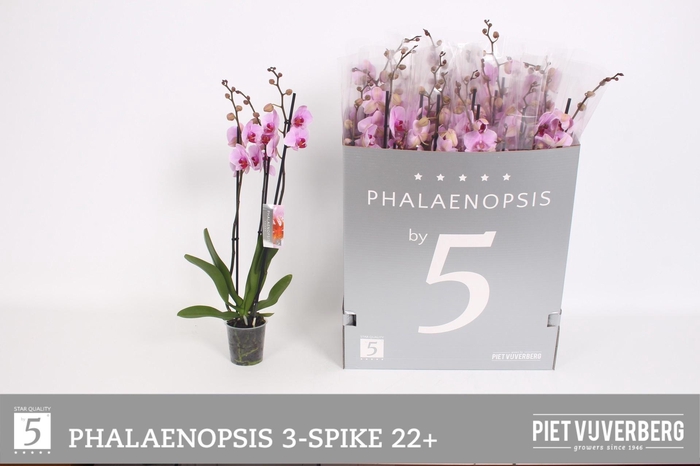 <h4>PHAL OV ROZE</h4>