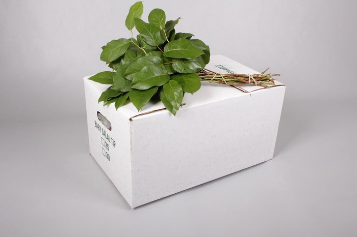 <h4>Salal Mini Tips (air)</h4>