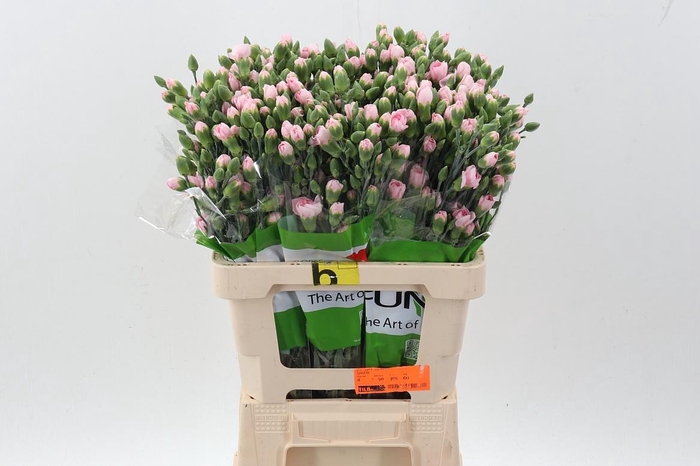 <h4>Di Tr Before x20</h4>