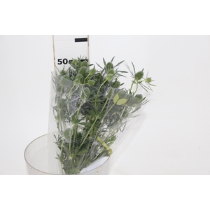 ERYNGIUM 050 CM