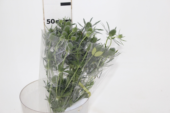 <h4>ERYNGIUM 050 CM</h4>