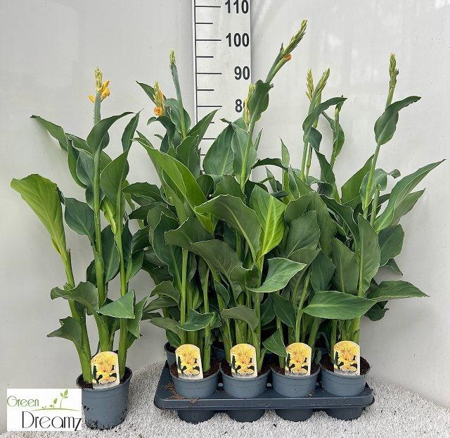 <h4>CANNA TENERIFE</h4>