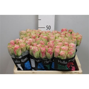 R Gr Belle Rose