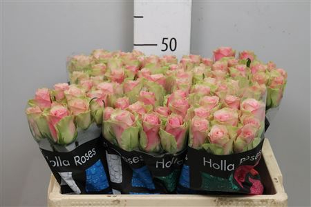 <h4>R Gr Belle Rose</h4>