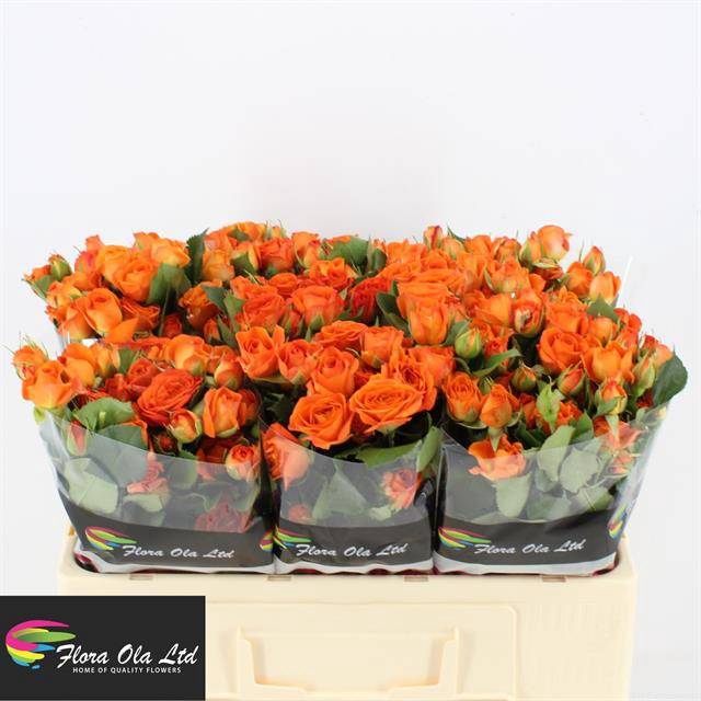 <h4>R Tr Babe Flora Ola</h4>
