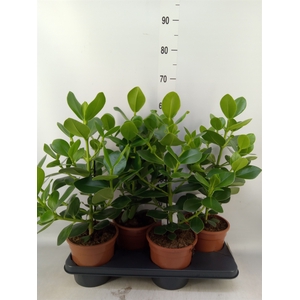 Clusia rosea 'Princess'