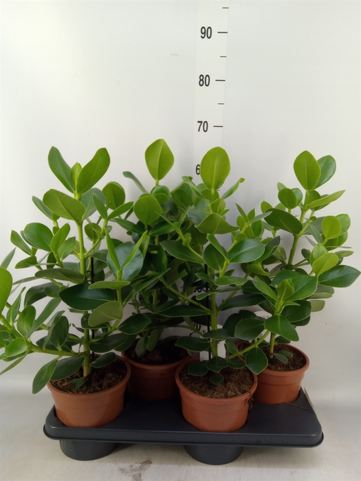<h4>Clusia rosea 'Princess'</h4>