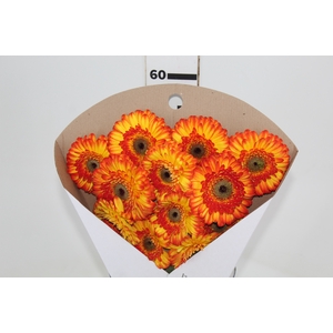 GERBERA SERGI < 050 CM > 10 CM DIAM