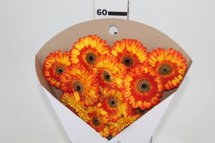 <h4>GERBERA SERGI < 050 CM > 10 CM DIAM</h4>