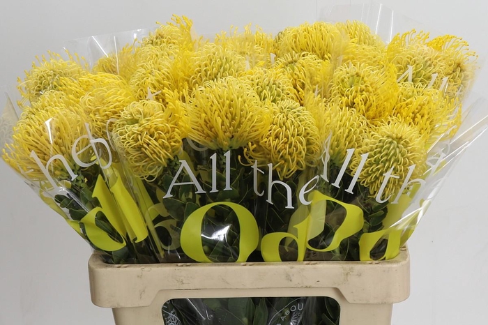 <h4>Nutans High Gold</h4>