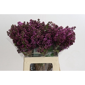 Lilac Vulg Dark Koster