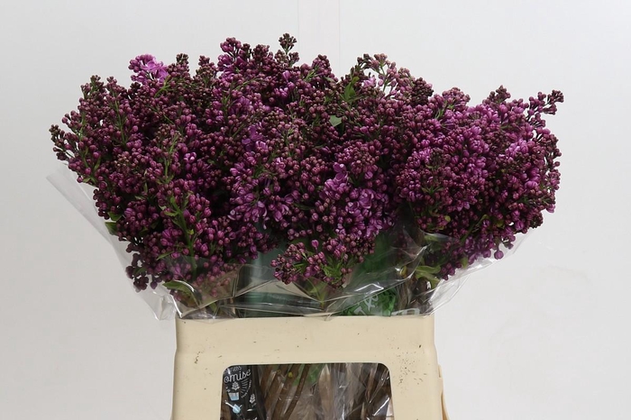 <h4>Lilac Vulg Dark Koster</h4>