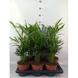 Chamaedorea cataractarum