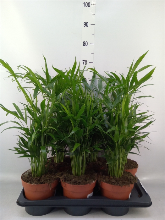 <h4>Chamaedorea cataractarum</h4>