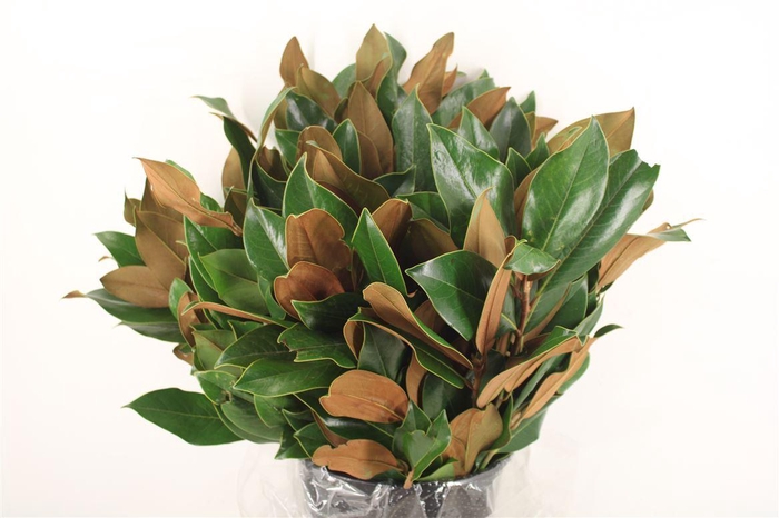 <h4>Magnolia Leaves P Bunch</h4>