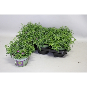 Lobelia Purple