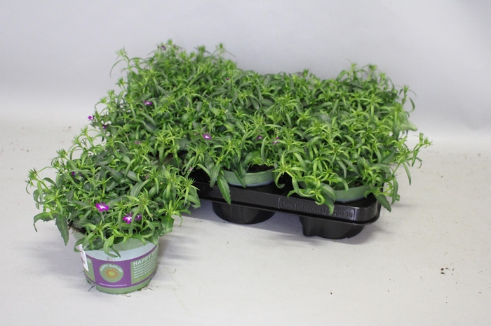 <h4>Lobelia Purple</h4>