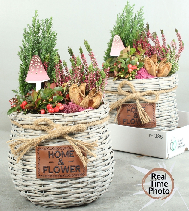 <h4>ARR TUINPLANTEN</h4>