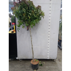 Liquidambar styr. 'Gumball'